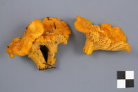 Cantharellus enelensis image